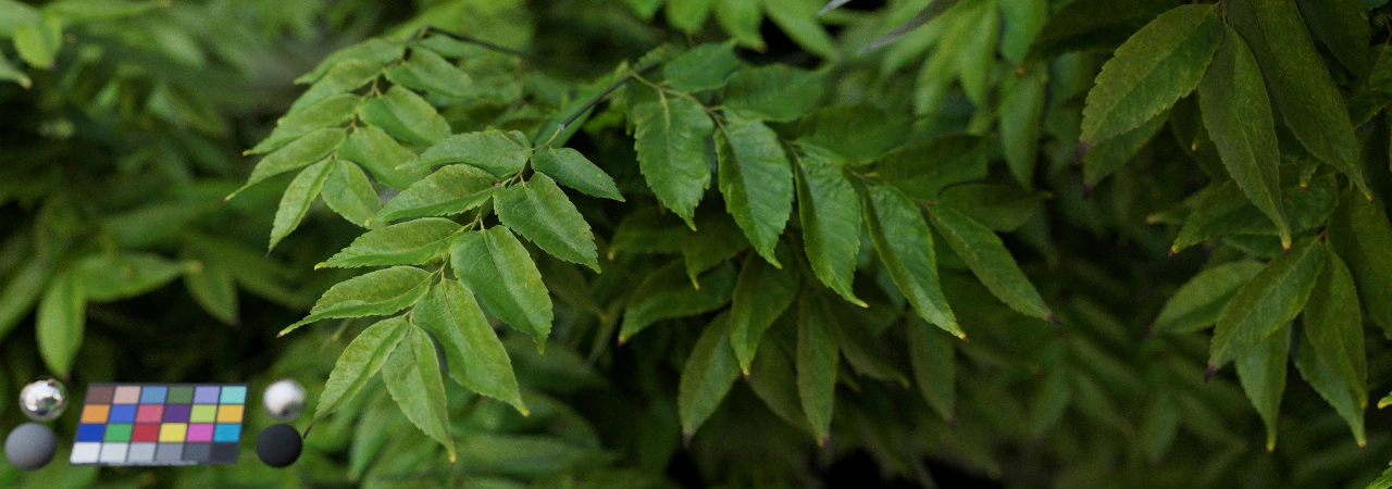 leaf 014 — Скачать