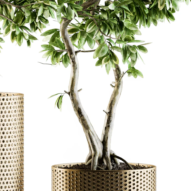 indoor Plant Set 91 - bonsai ficus benjamina — Descargar