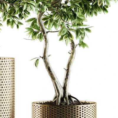 indoor Plant Set 91 - bonsai ficus benjamina — Ver 2