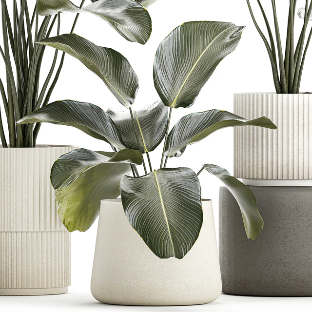 Exotic bush plants in a flower pot Calathea lutea, Strelitzia. set of plants 1317 — Descargar