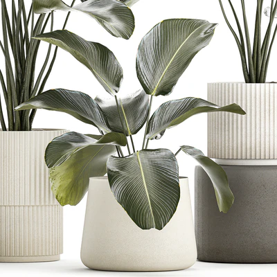Exotic bush plants in a flower pot Calathea lutea, Strelitzia. set of plants 1317 — Ver 3