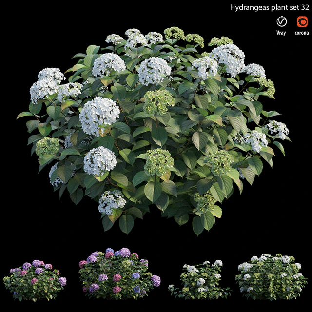 Hydrangea Plant set 32 — Скачать