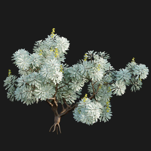 Crossostephium chinense - graphalium spp — Descargar