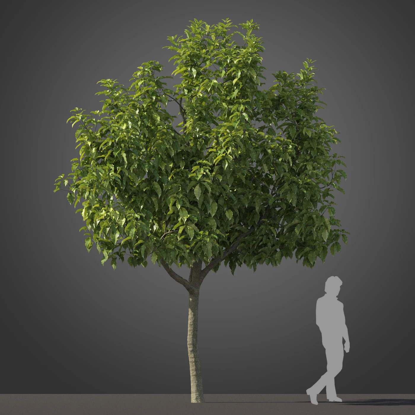 subtropical trees 006 — Descargar