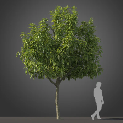 subtropical trees 006 — Descargar