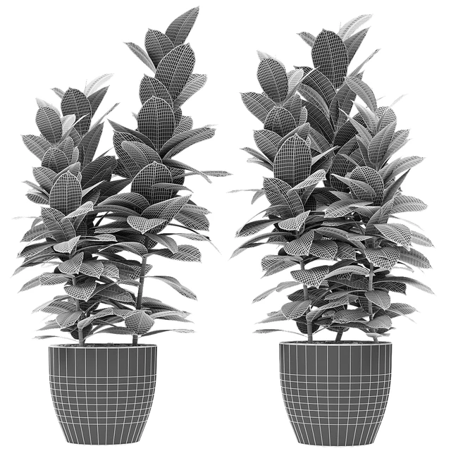 Plant in Pot Flowerpot Exotic Plant — Descargar