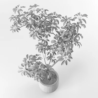 Small tree in pot — Вид 2
