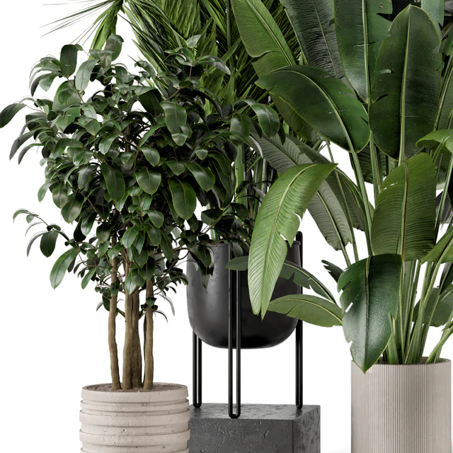 Indoor Plants in Ferm Living Bau Pot Large - Set 879 — Descargar
