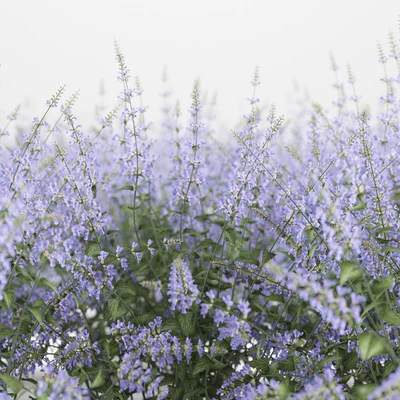 Котовник Фассена | Nepeta faassenii — Вид 3