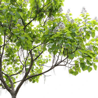 Catalpa #1 — Ver 4