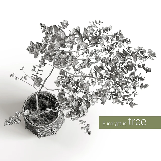 Eucalyptus tree — Descargar