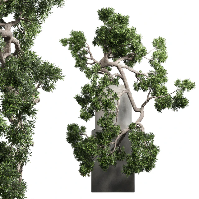 bonsai tree vase old concrete dirt pot — Descargar