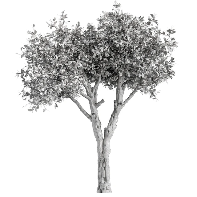 Dry Baobab Tree - Tree Set 215 — Descargar