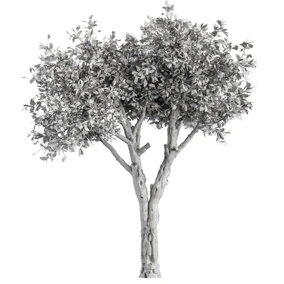 Dry Baobab Tree - Tree Set 215 — Ver 2