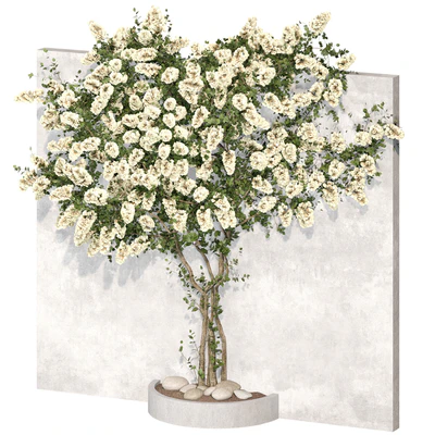 Bougainvillea plant 02 — Ver 2