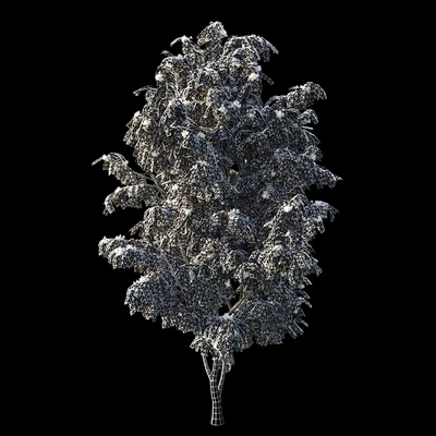 Rowan 4 meters — Ver 3