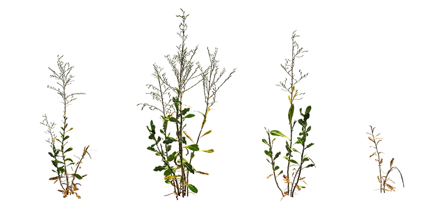 prickly lettuce 001 — Скачать