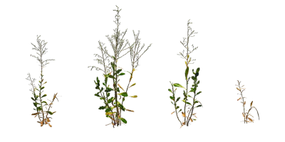 prickly lettuce 001 — download