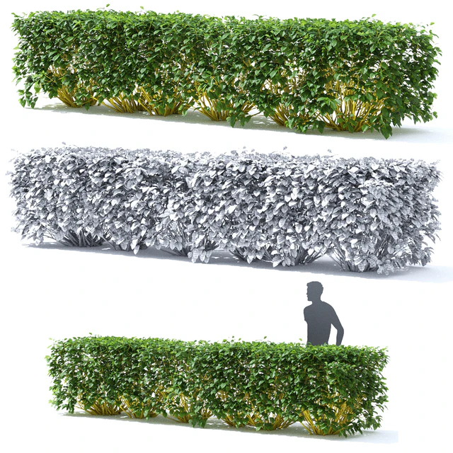 Derain hedge | Cornus sericea `Flaviramea` — Descargar