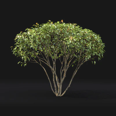 Acer — Ver 3