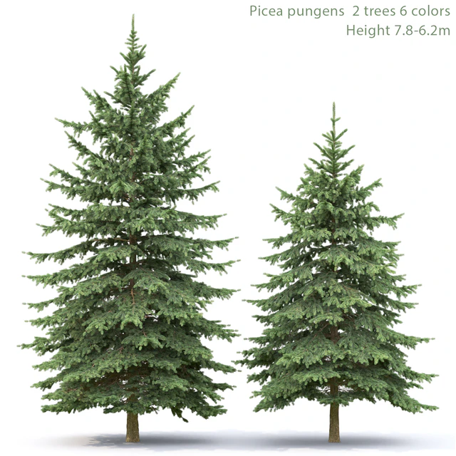 Spruce — Descargar
