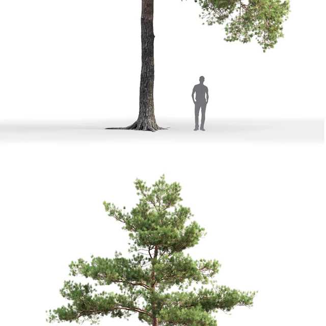 Pine — Скачать