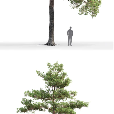 Pine — Вид 2