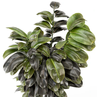 Indoor Plants In Concrete Pots - Set 953 — Вид 3
