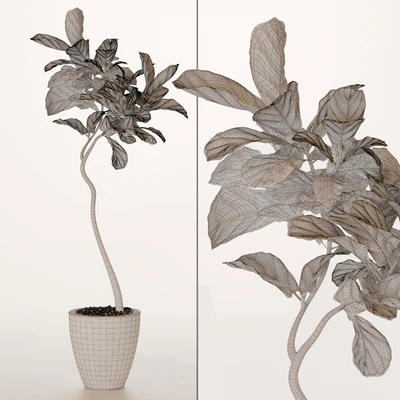 ficus lyrata No. 3 — Ver 2