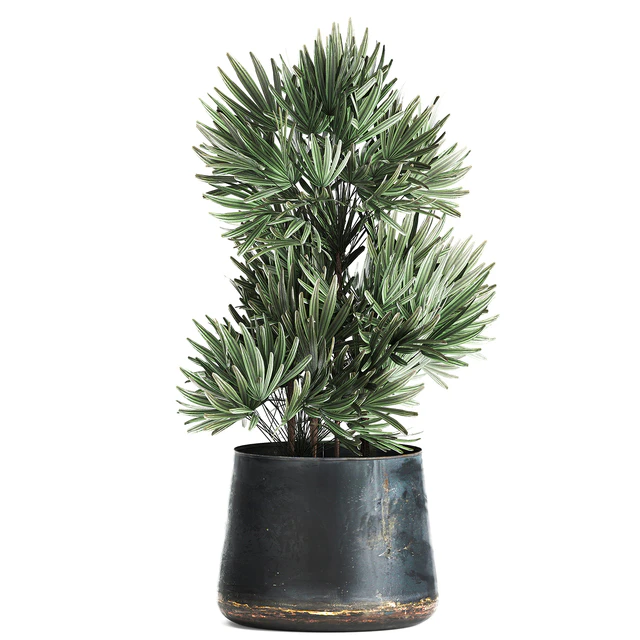 Collection of small plants in luxury pots with Cactus, palm, olive, tree, Rapeseed, Raphis, Cereus. Set 870. — Descargar