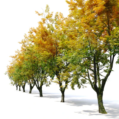 Autumn fraxinus pennsylvanica — Вид 2