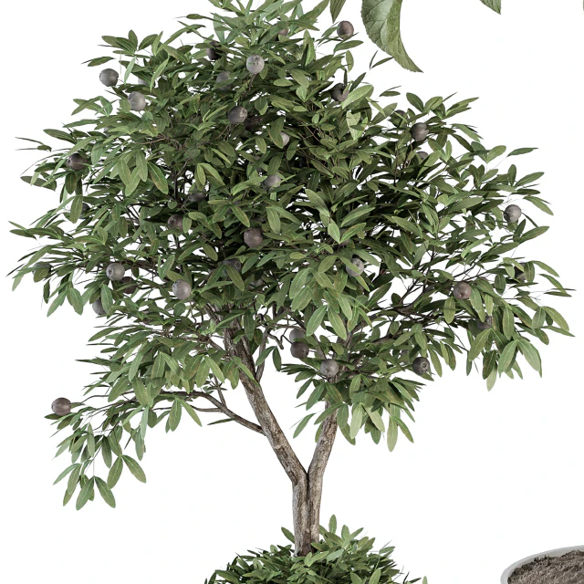 indoor Plant Set 257 - Plant Set in pot — Descargar