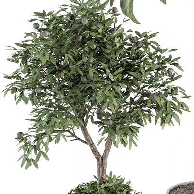indoor Plant Set 257 - Plant Set in pot — Ver 3