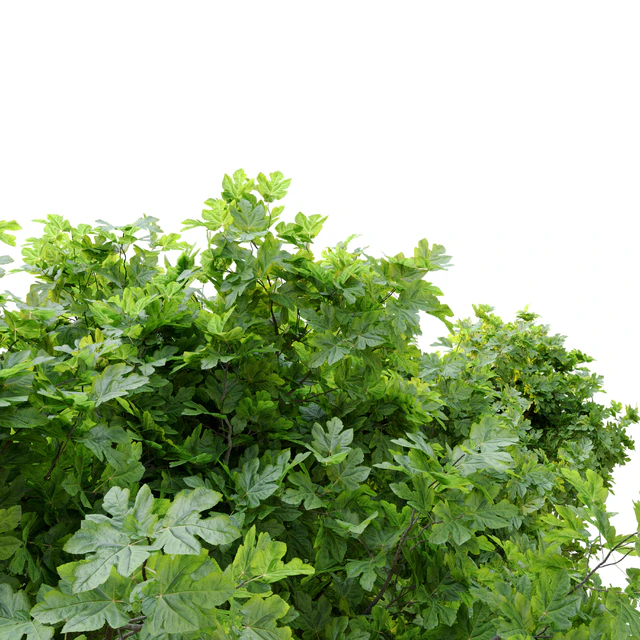 Ficus carica (fig tree)  2 — Descargar