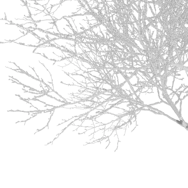 Winter Fraxinus pennsylvanica — Скачать