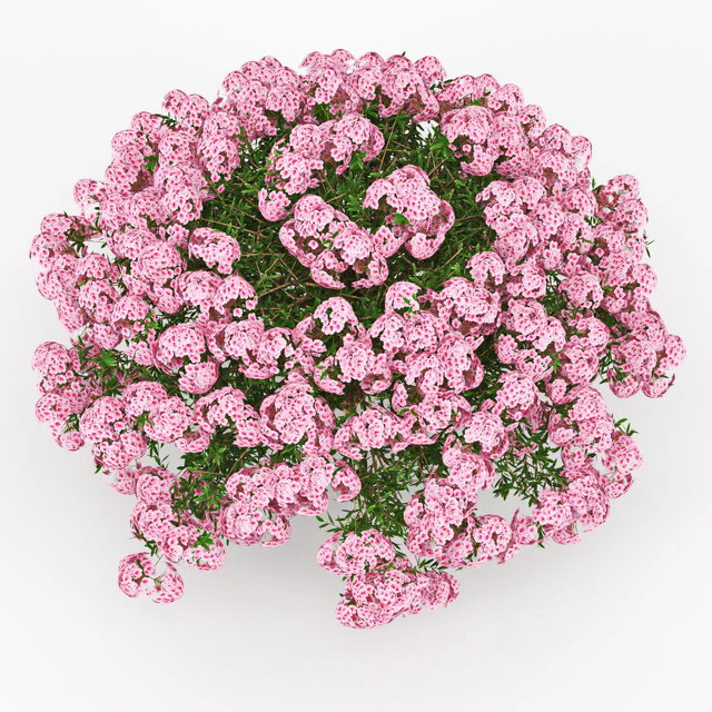 Azalea — Скачать