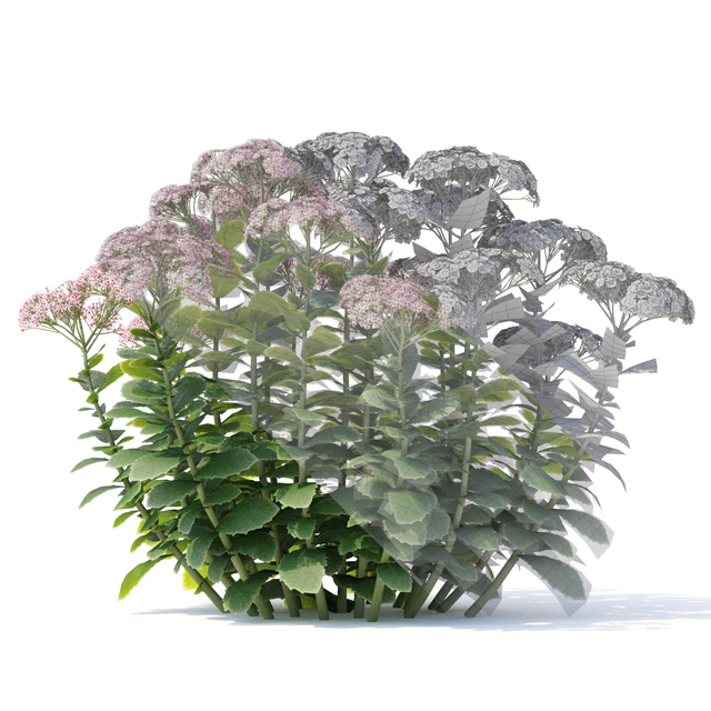 Sedum prominent Flowers | Sedum spectabile — Descargar