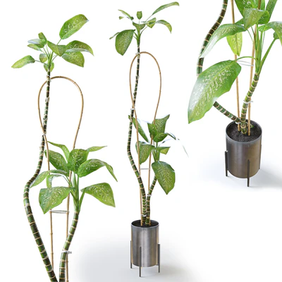 Dieffenbachia Green — Вид 1