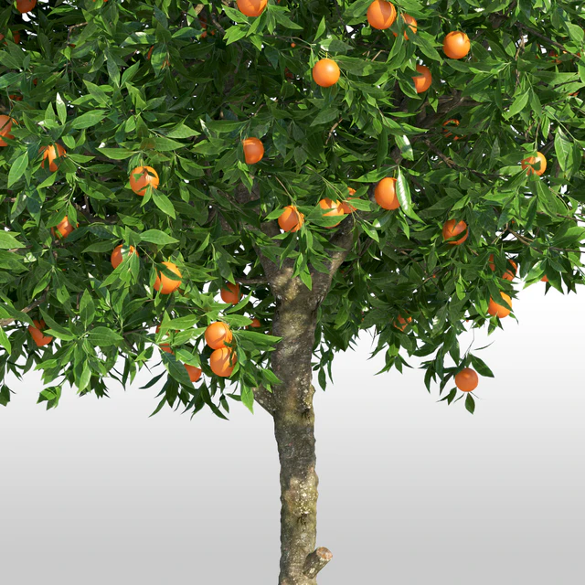 Апельсиновое дерево / Orange tree — Скачать
