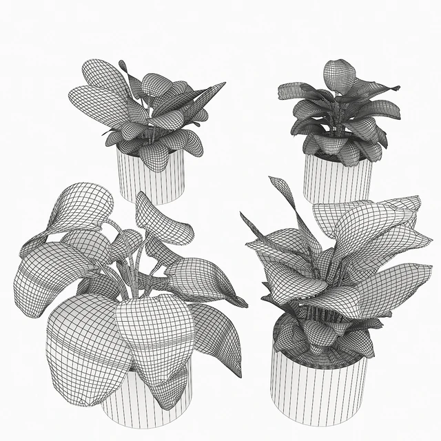 calathea Collection 3 — Descargar