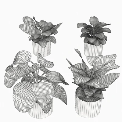 calathea Collection 3 — Ver 4