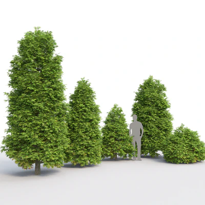 Thuja — Вид 3