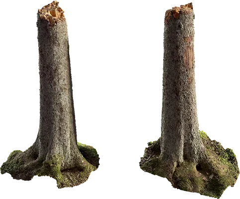 spruce tree stump 001 — Скачать