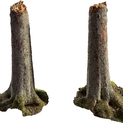 spruce tree stump 001 — Скачать