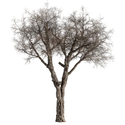 Dry Baobab Tree - Tree Set 215 — Ver 1