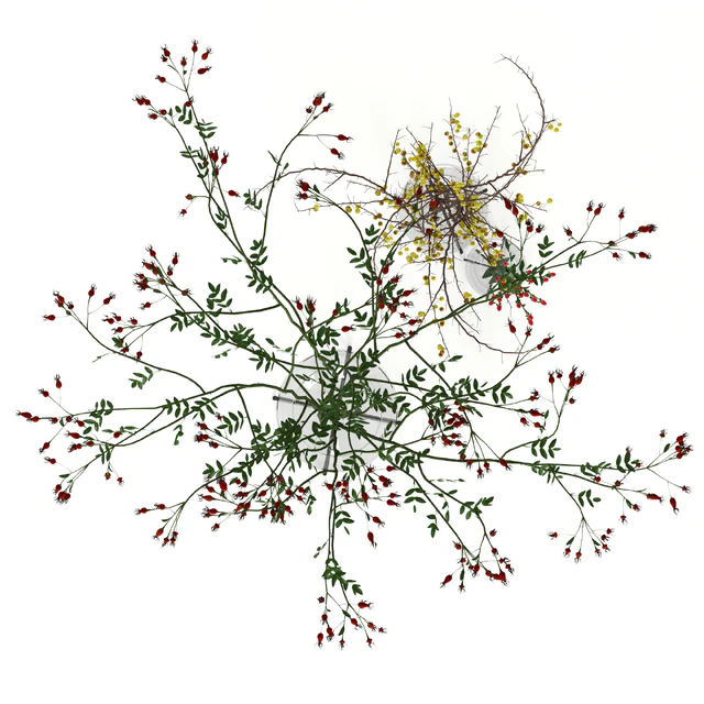 Twigs in Echasse Vases — Скачать