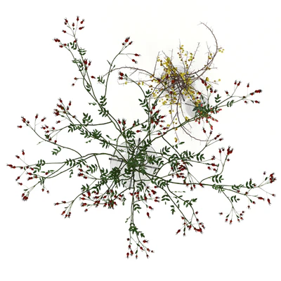 Twigs in Echasse Vases — Вид 2