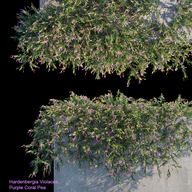 Purple Coral Pea Creeper — Descargar