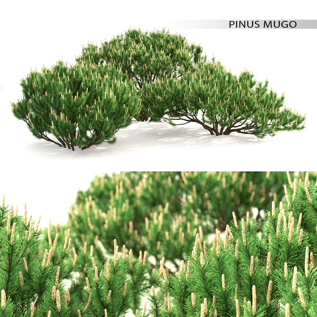 Mugo pine — Скачать