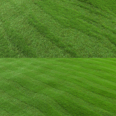 lawn grass — Ver 4